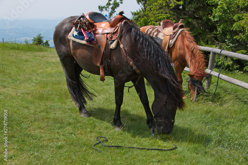 Saddled horse on the summit of Radhost in Beskydy in Czech republic