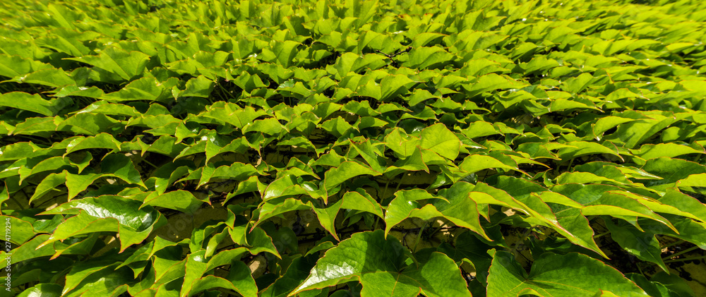 Green vine leaves Green vine leaves
