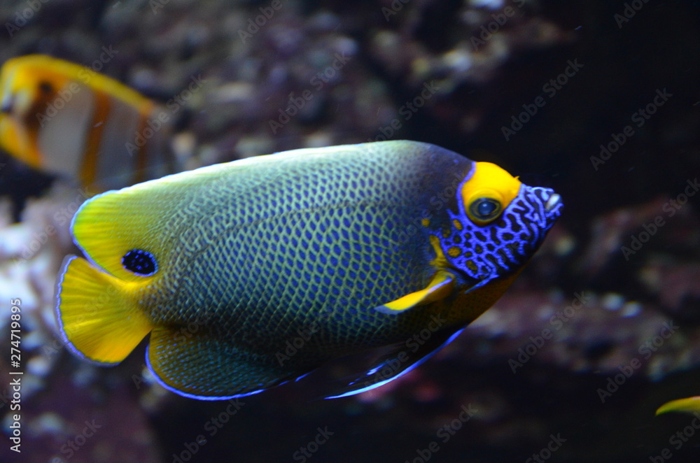 Tropical fish in aquarium in Berlin Tropical fish in aquarium in Berlin