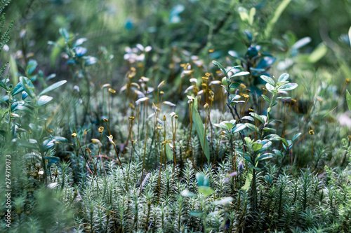 Polytrichum is a genus of mosses — commonly called haircap moss or hair moss on forest floor like photo