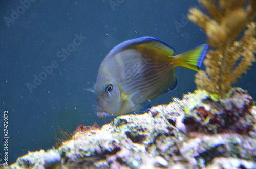 Fototapeta Naklejka Na Ścianę i Meble -  Tropical fish in aquarium in Berlin