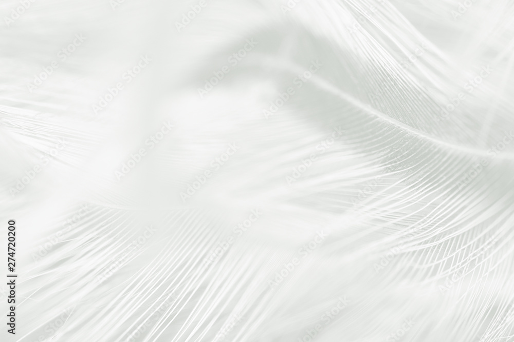Fototapeta premium Beautiful white feather pattern texture background
