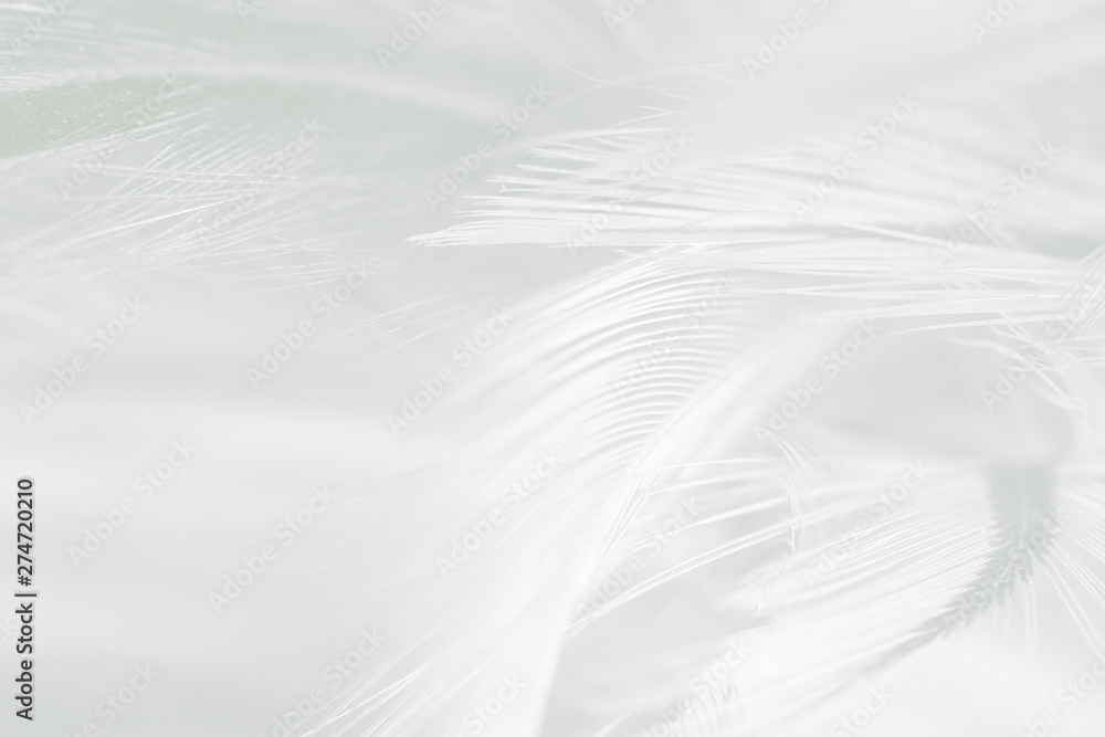 Beautiful white feather pattern texture background Beautiful white feather pattern texture background