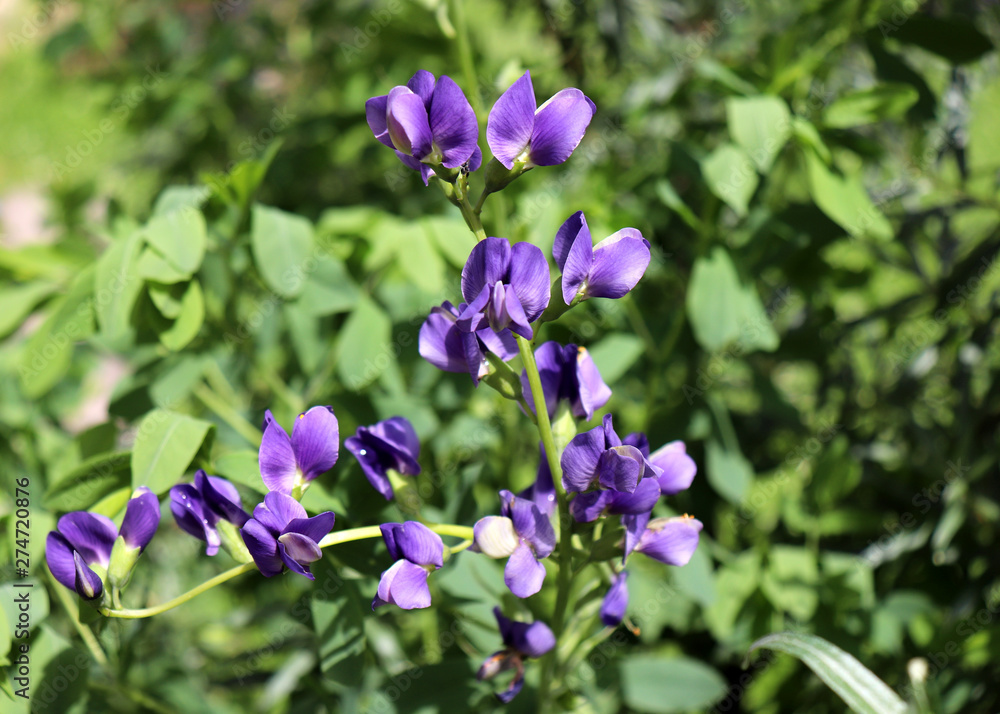 Baptisia australis, commonly known as blue wild indigo or blue false indigo in the garden. It is The seeds may be toxic.