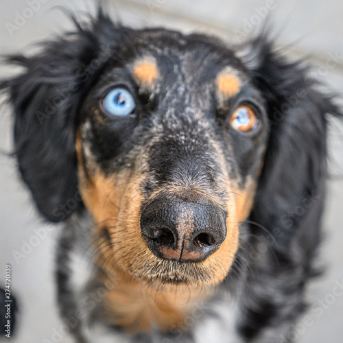 Εκτύπωση καμβά portrait of a dachshund dog