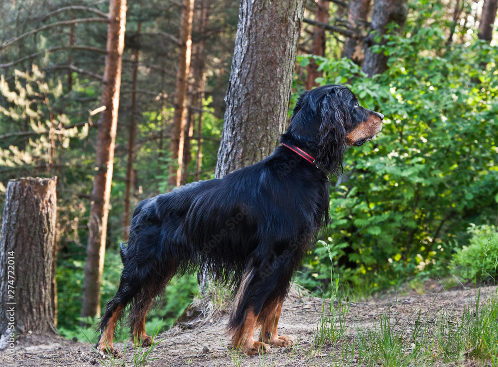 Dog breed  Setter Gordonin standing on emerald green meadow in the forest