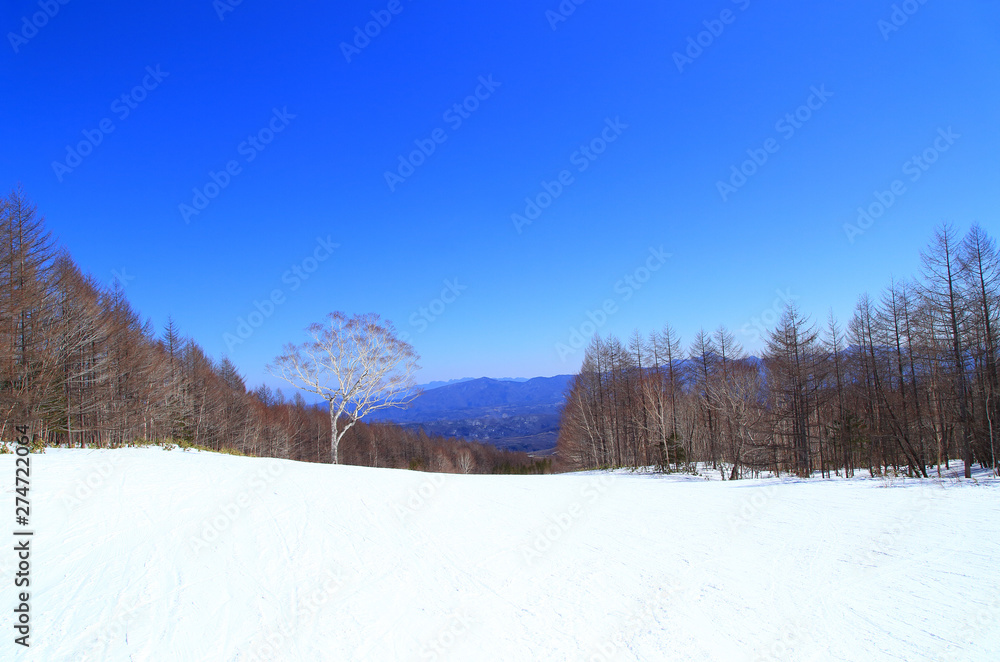 One tree in the winter ski resort One tree in the winter ski resort