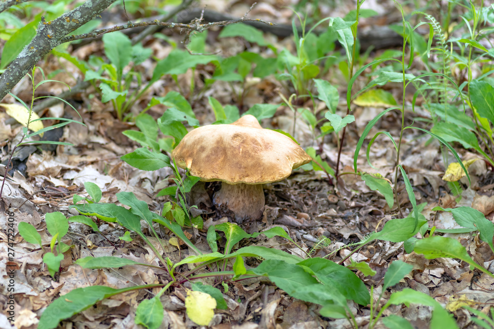 Mushroom Boletus edulis in the forest, closeup. Mushroom Boletus edulis in the forest, closeup.