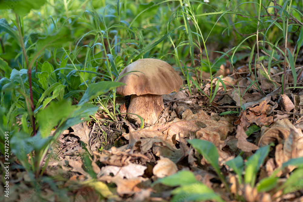 Mushroom Boletus edulis in the forest, closeup.