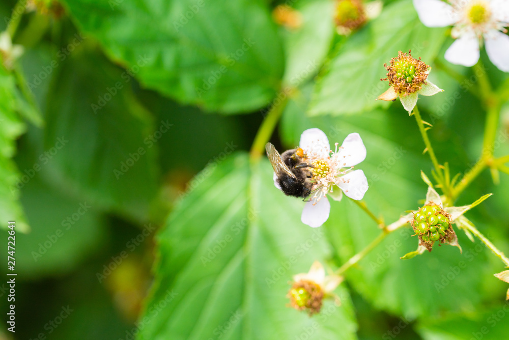 The summer is in full bloom