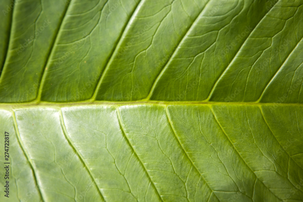 Luwak coffee leaf Luwak coffee leaf