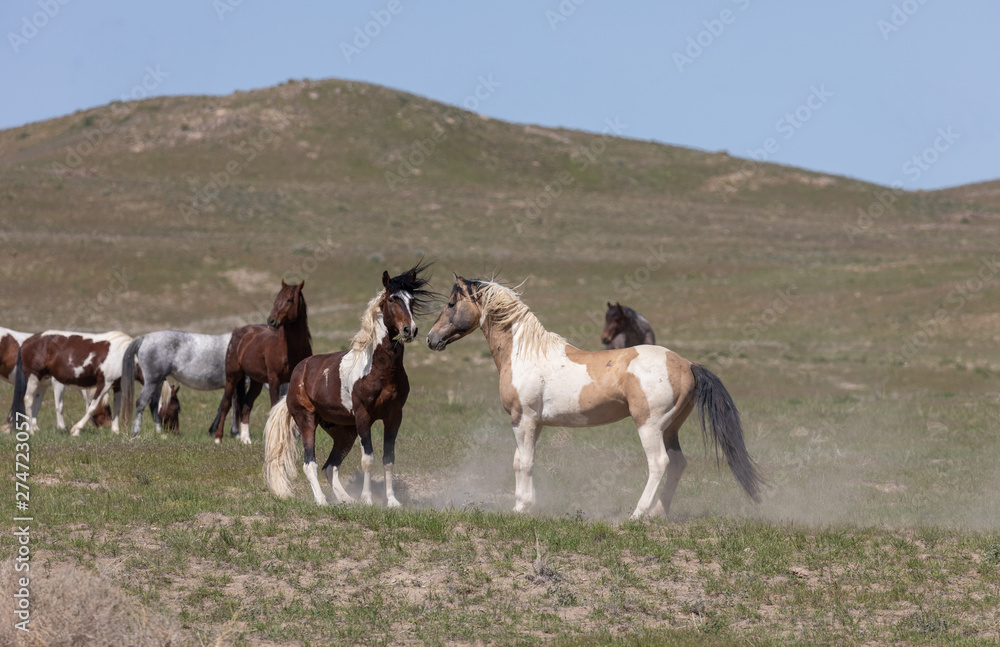 Beautiful Wild Horses in the Utah Desert in Spring Beautiful Wild Horses in the Utah Desert in Spring