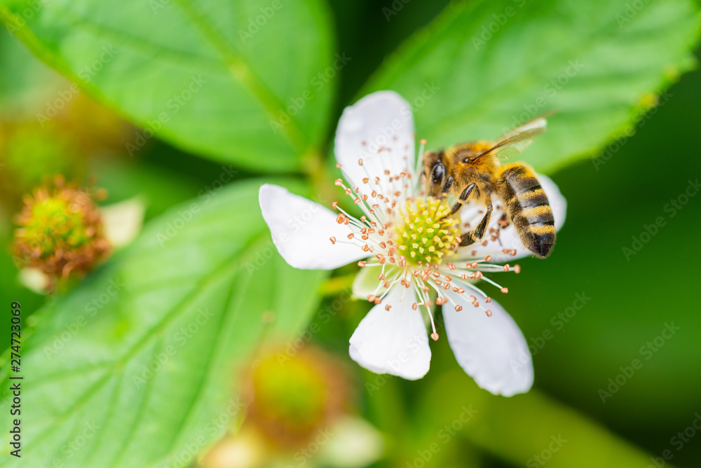 The summer is in full bloom