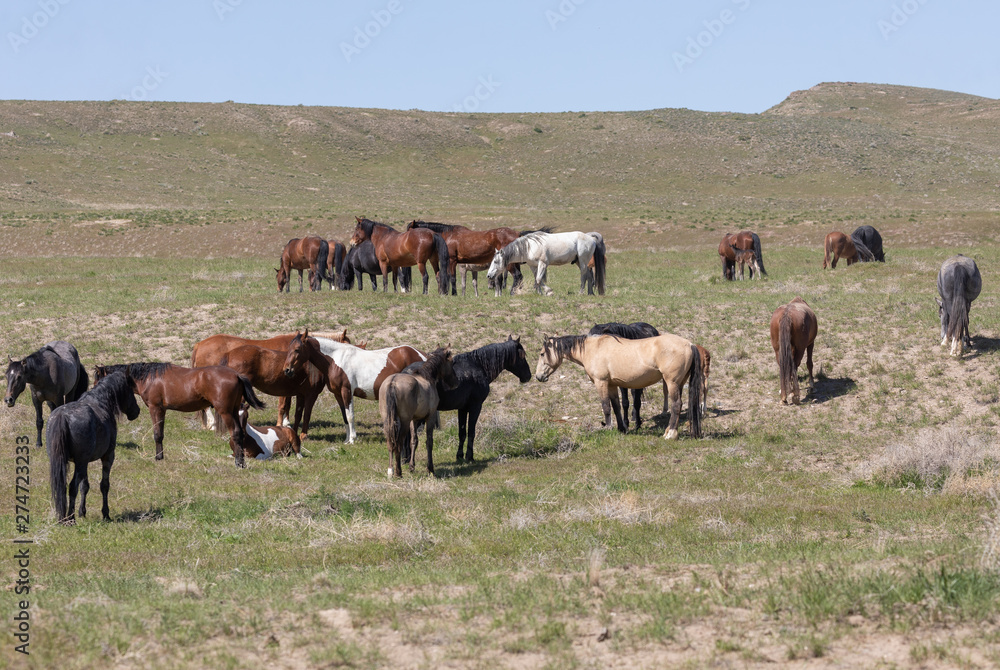 Beautiful Wild Horses in the Utah Desert in Spring