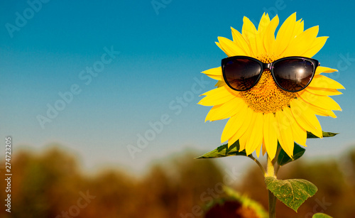 Summer background. Closeup sunflower wearing black sunglasses with blue sky background