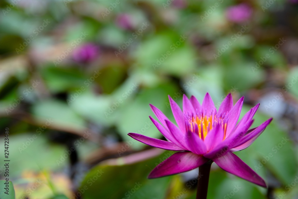 Red water Lily, summer flowering water lilies Red water Lily, summer flowering water lilies