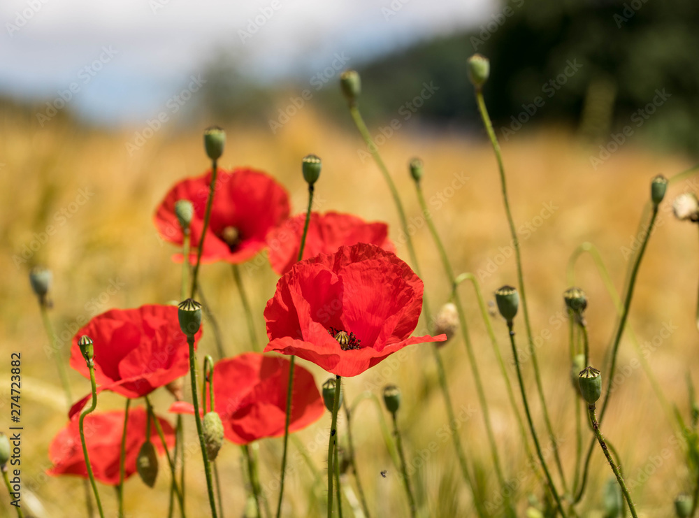 Obraz premium Mohnblume auf dem Weizenfeld 