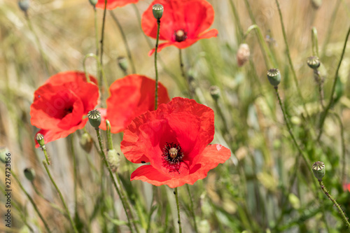 Mohnblume auf dem Weizenfeld 