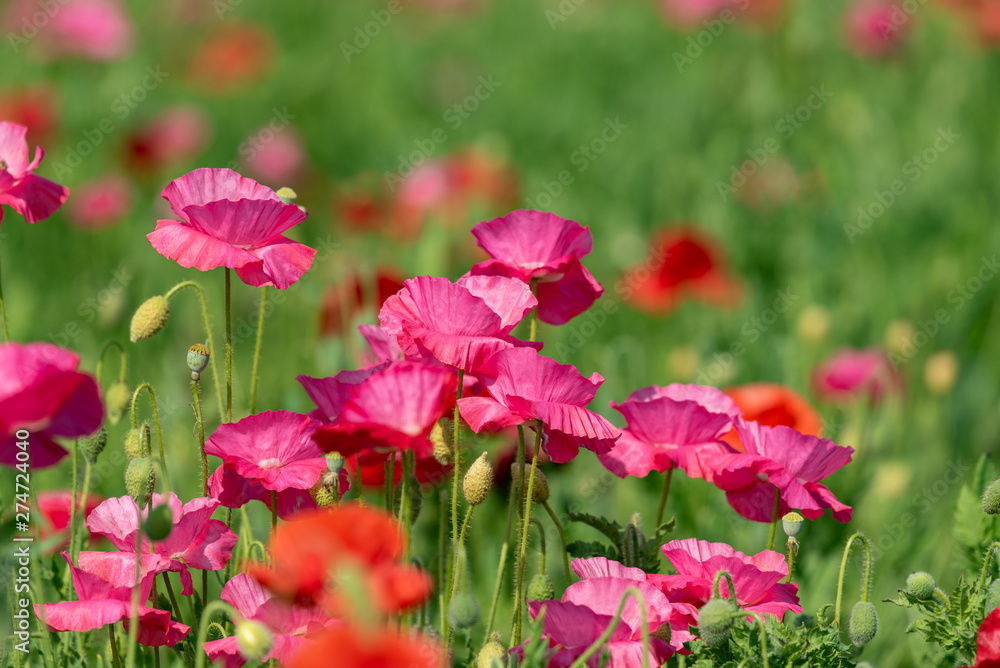 Red flower of corn poppy, Papaver rhoeas Red flower of corn poppy, Papaver rhoeas