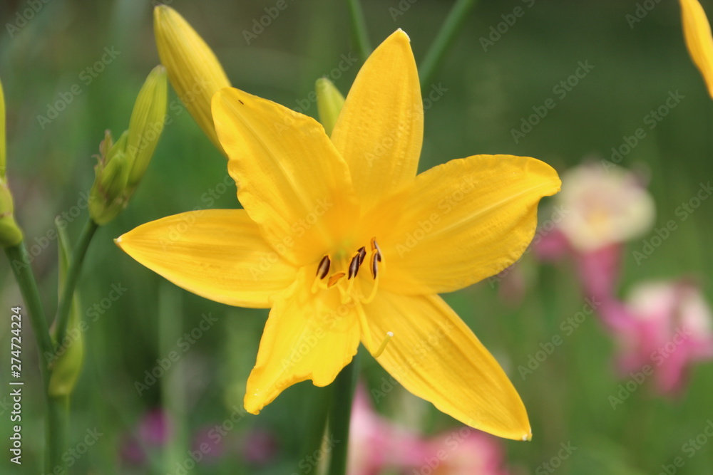 Daylily In Bloom, Edmonton, Alberta Daylily In Bloom, Edmonton, Alberta