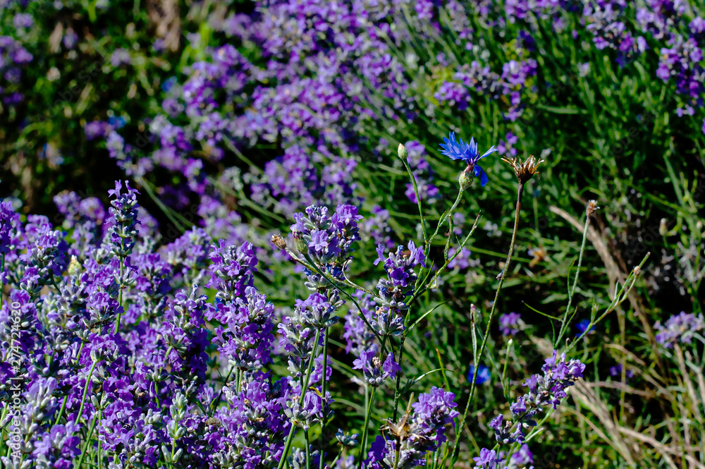 Fototapeta premium lavender and cornflower flowers