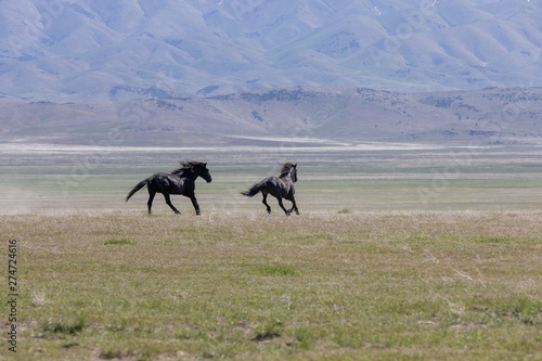 Beautiful Wild Horses in the Utah Desert in Spring