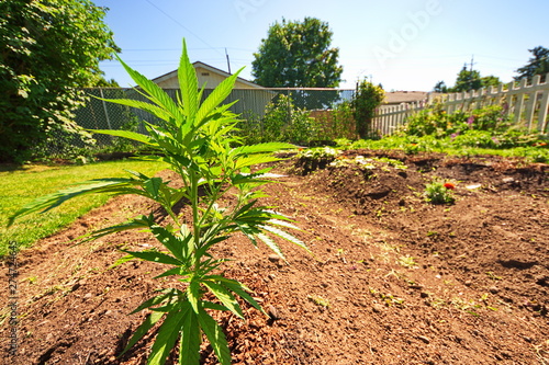 Home Garden Marijuana