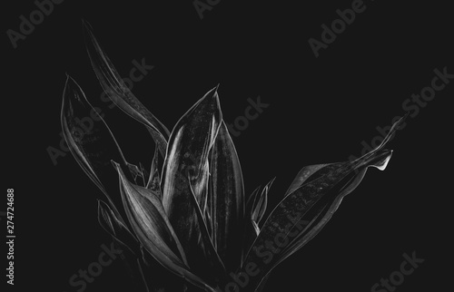 Sansevieria trifasciata Prain in black and white photo