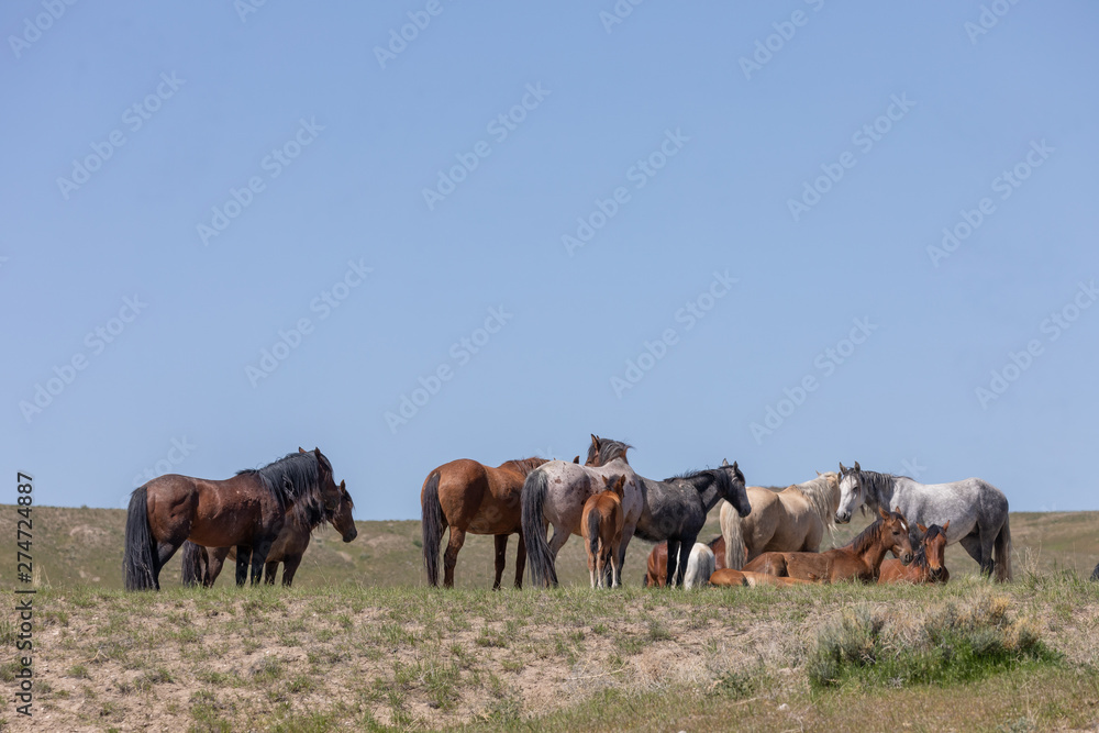 Beautiful Wild Horses in the Utah Desert in Spring Beautiful Wild Horses in the Utah Desert in Spring