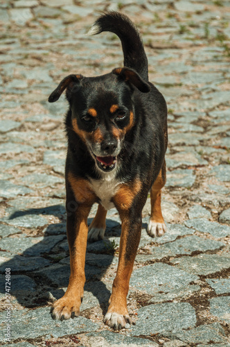 Mutt dog standing on cobblestone alley