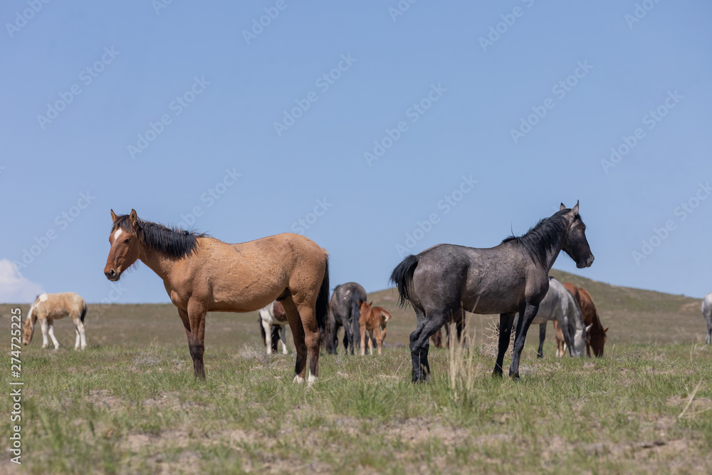 Beautiful Wild Horses in the Utah Desert in Spring Beautiful Wild Horses in the Utah Desert in Spring