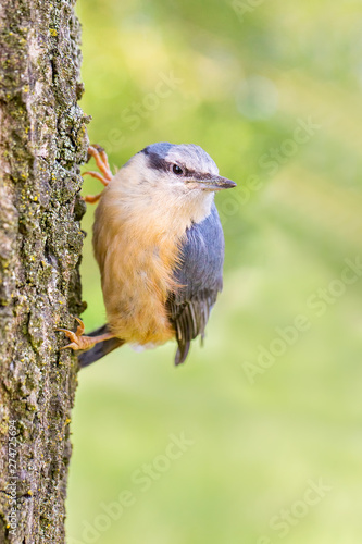 Young nuthatch hanging at oak tree trunk