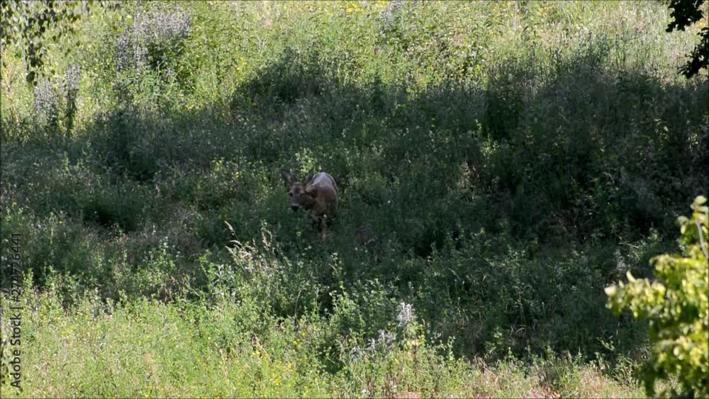 Roe Deer (Capreolus capreolus) on an early summer meadow in Falkensee (Brandenburg) near Berlin Spandau on June 23, 2019, Germany Roe Deer (Capreolus capreolus) on an early summer meadow in Falkensee (Brandenburg) near Berlin Spandau on June 23, 2019, Germany