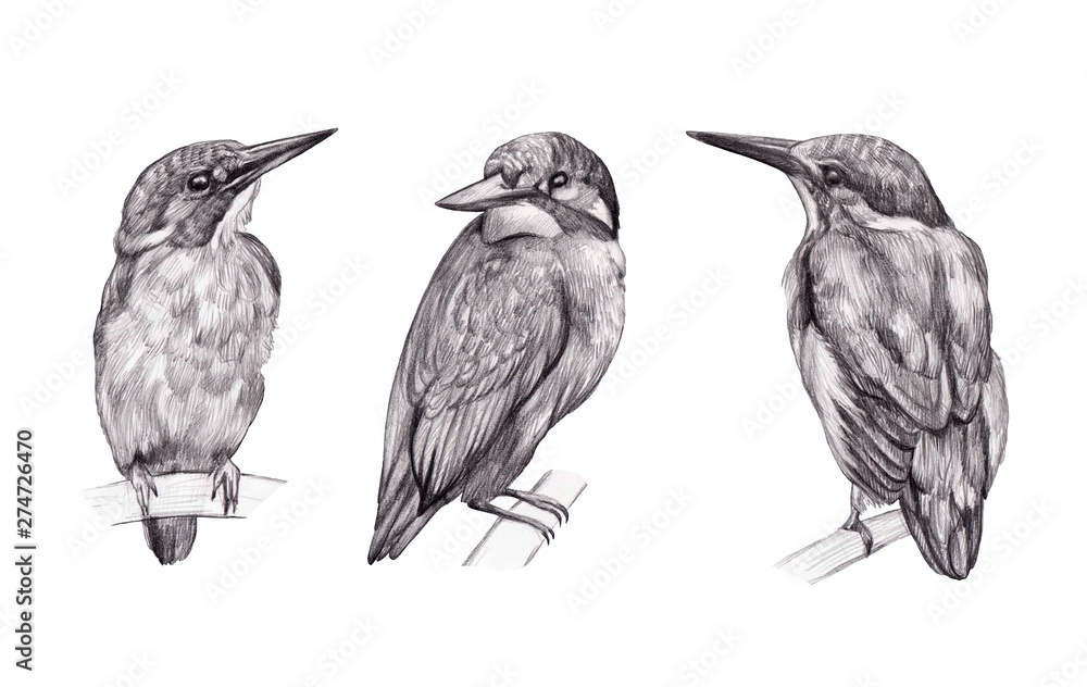 River Kingfisher - Bird Portrait Drawing by Daria Maier | Saatchi Art