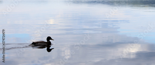 Duck glides smoothly on still water with Loch Ness in the background