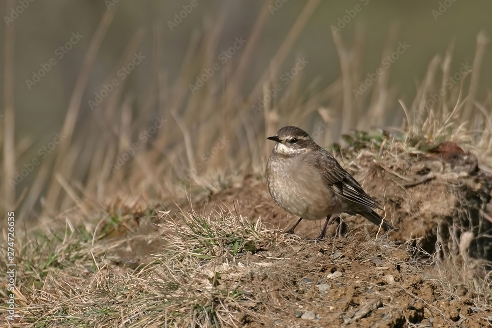 Buff-winged Cinclodes, Cinclodes fuscus, on ground Buff-winged Cinclodes, Cinclodes fuscus, on ground