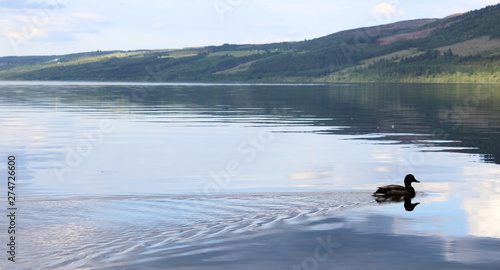 Duck glides smoothly on still water with Loch Ness in the background