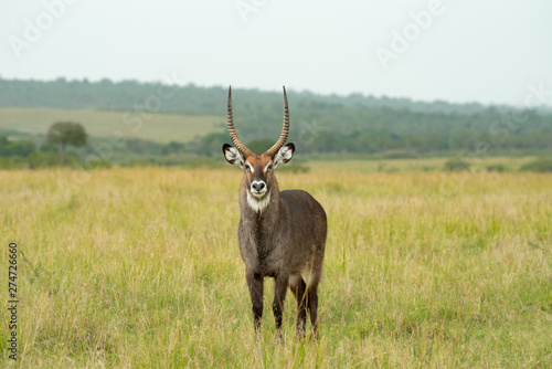 Billede på lærred The waterbuck (Kobus ellipsiprymnus)