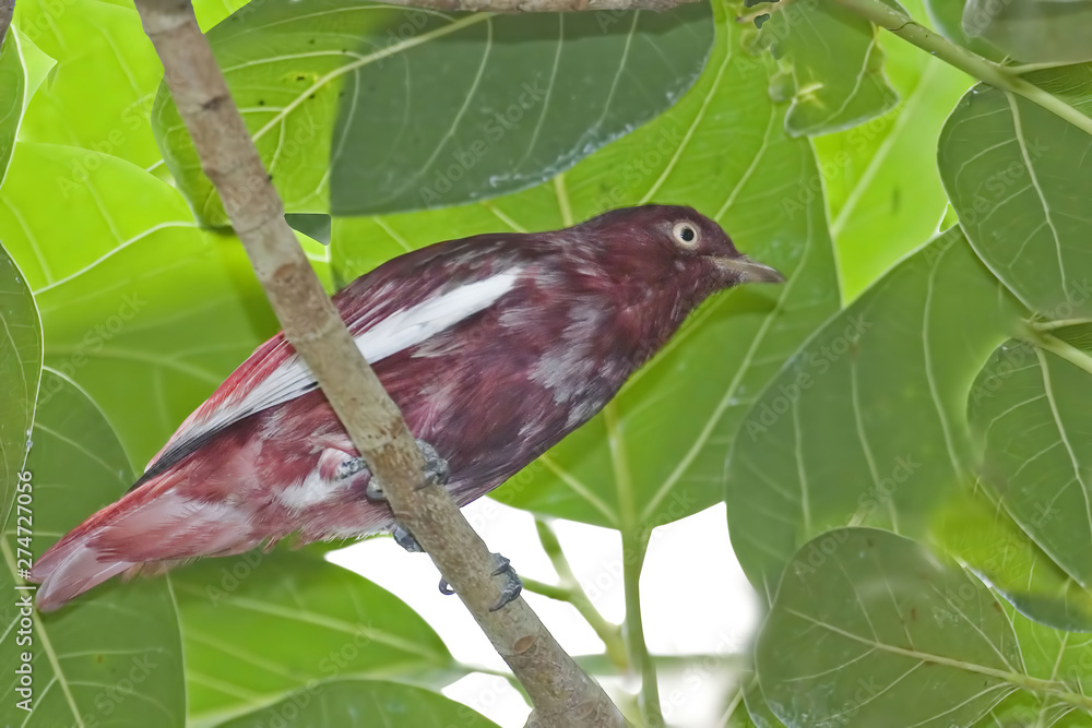 Fototapeta premium Male Pompadour Cotinga, Xipholena punicea