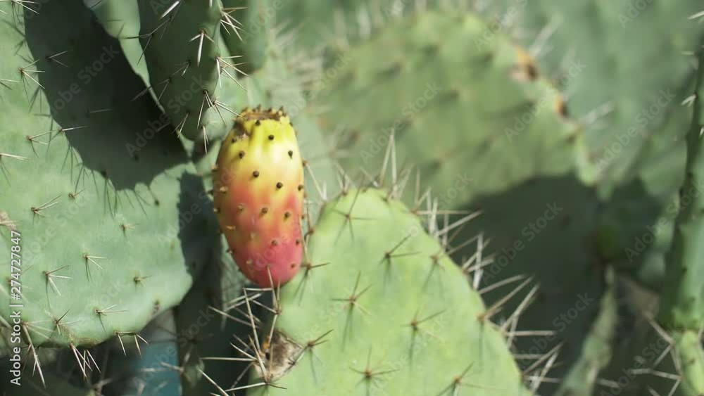 Wonderful prickly pears in morocco Wonderful prickly pears in morocco