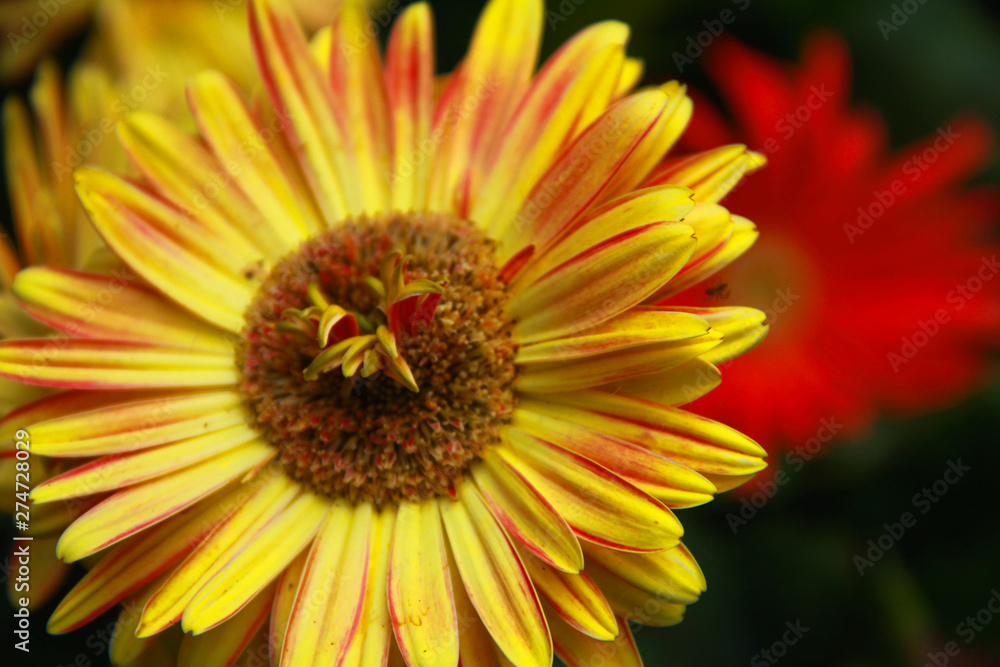 Bright Yellow Flower Bright Yellow Flower
