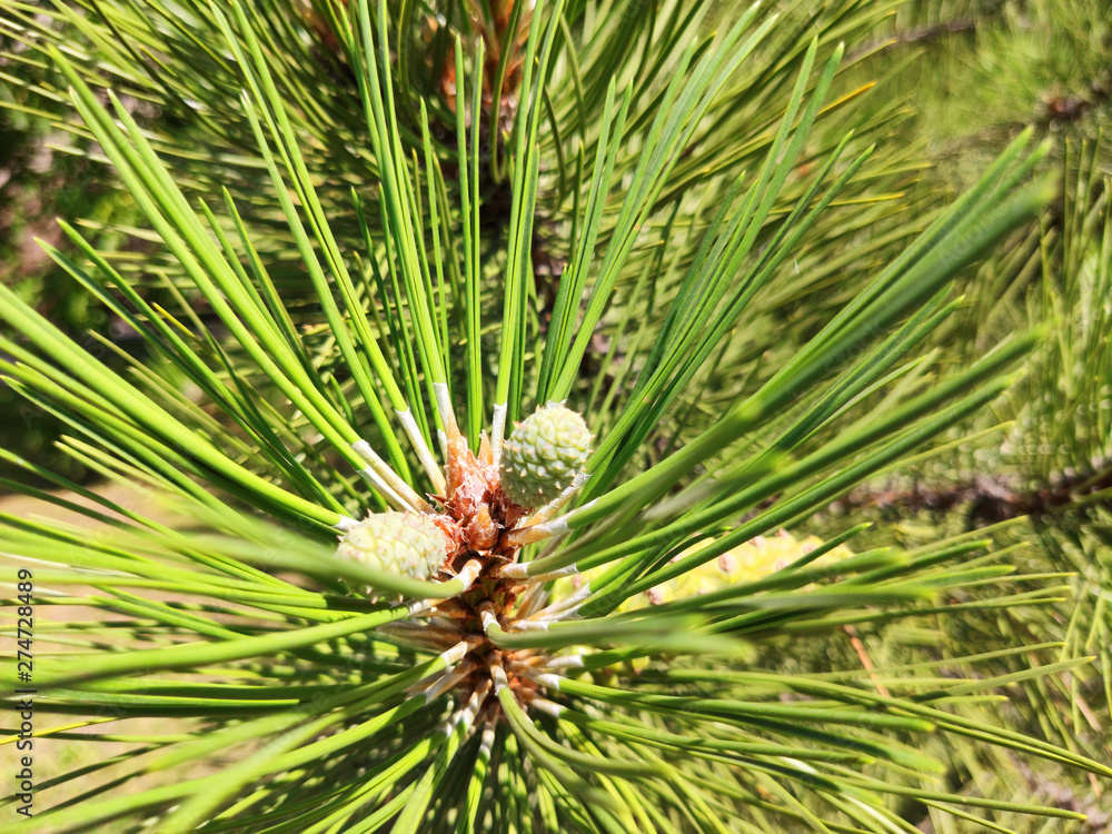 Pine cone on branch Kiefern, Green background. Pine cone on branch Kiefern, Green background.