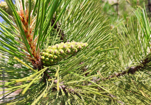 Wallpaper Mural Pine cone on branch Kiefern, Green background. Torontodigital.ca
