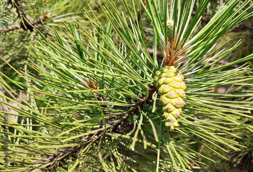 Wallpaper Mural Pine cone on branch Kiefern, Green background. Torontodigital.ca