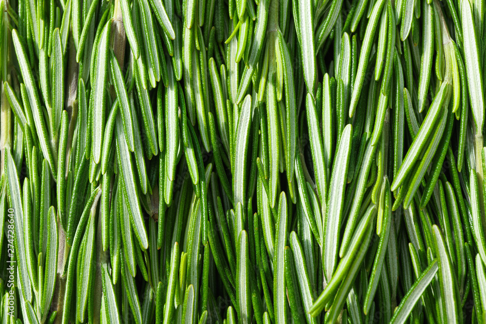 Fresh green rosemary leaves as background, closeup Fresh green rosemary leaves as background, closeup