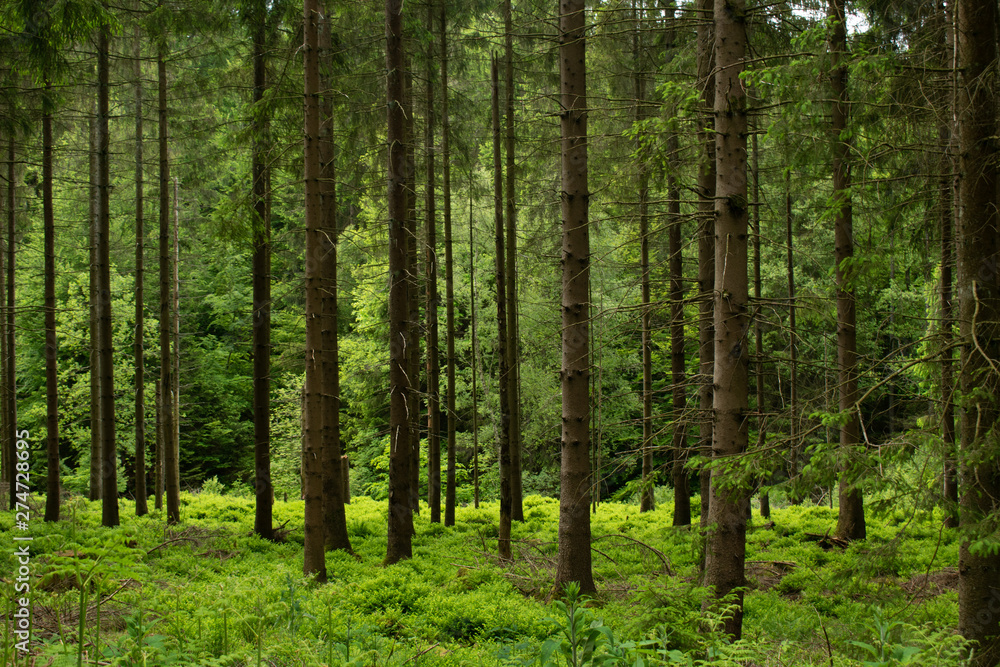 green forest with slim tall trees green forest with slim tall trees