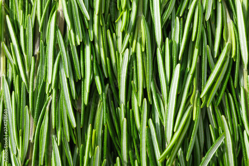 Fresh green rosemary leaves as background, closeup