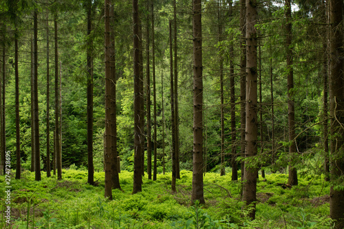 Fototapeta Naklejka Na Ścianę i Meble -  green forest with slim tall trees