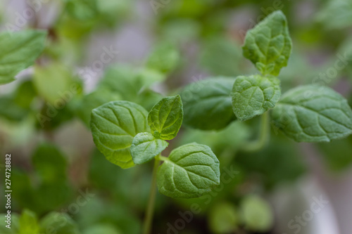 Mint plant grown in a pot