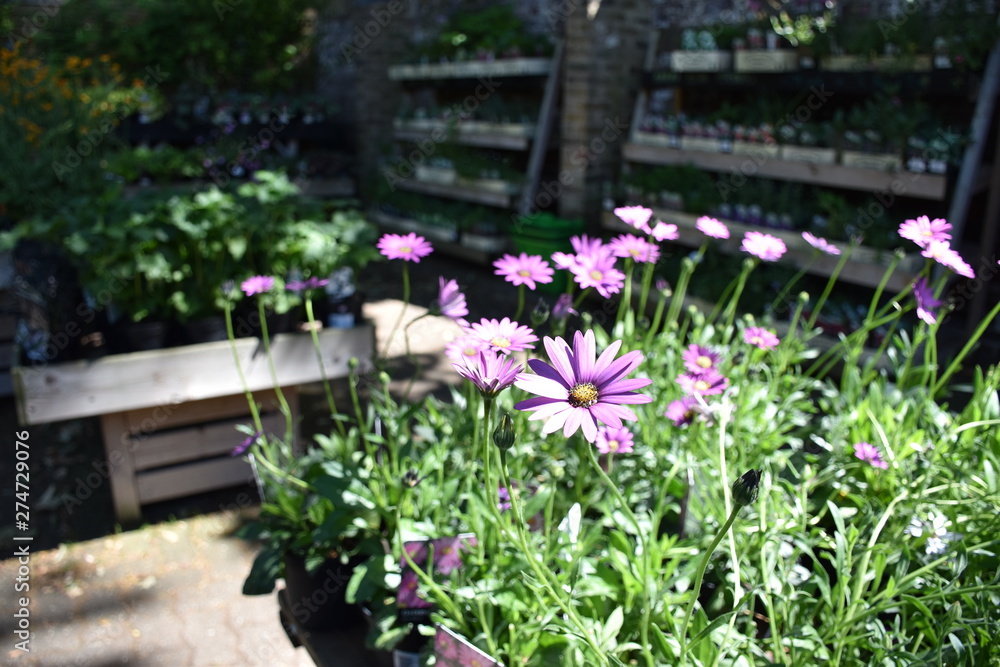 Purple daisy garden, violet, chrysanthemum 